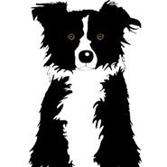 Photo of Border Collie Rescue
