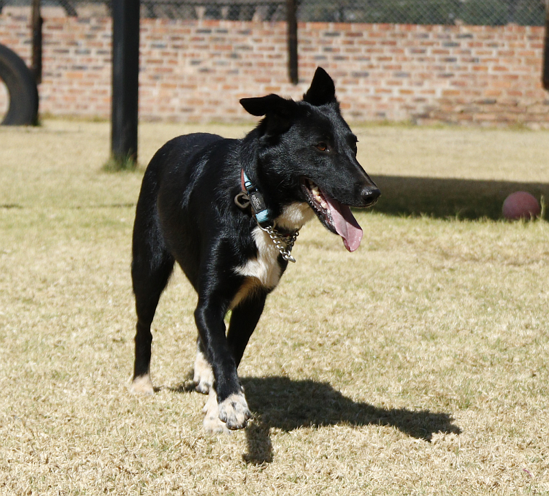 Photo of Oreo