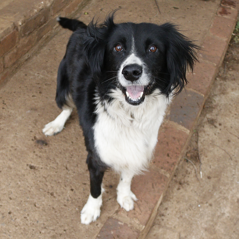 Photo of Sash