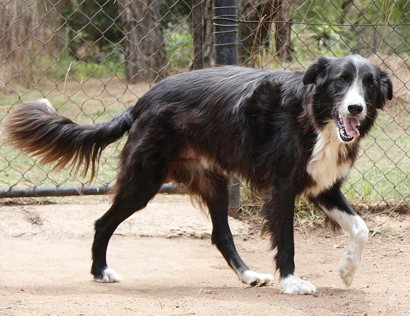 Photo of Toby