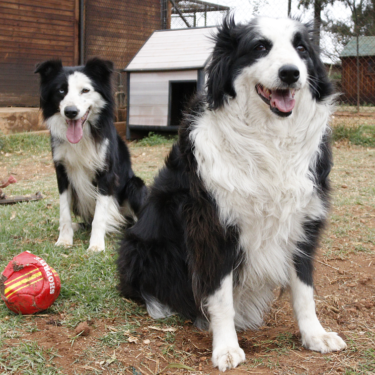 Photo of Rex and Cassie