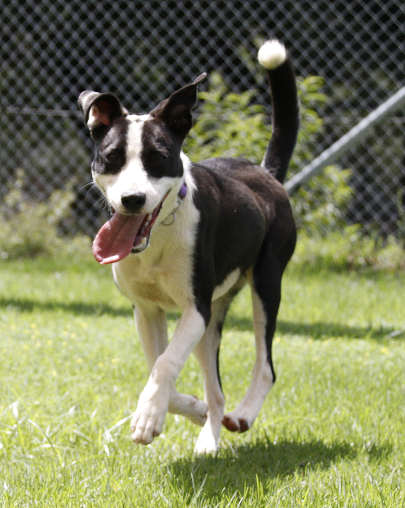 Photo of Bruno
