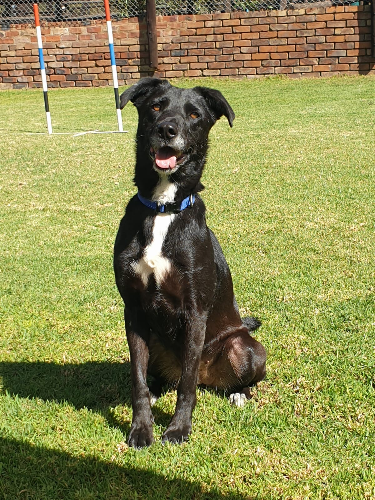 Photo of Blackie