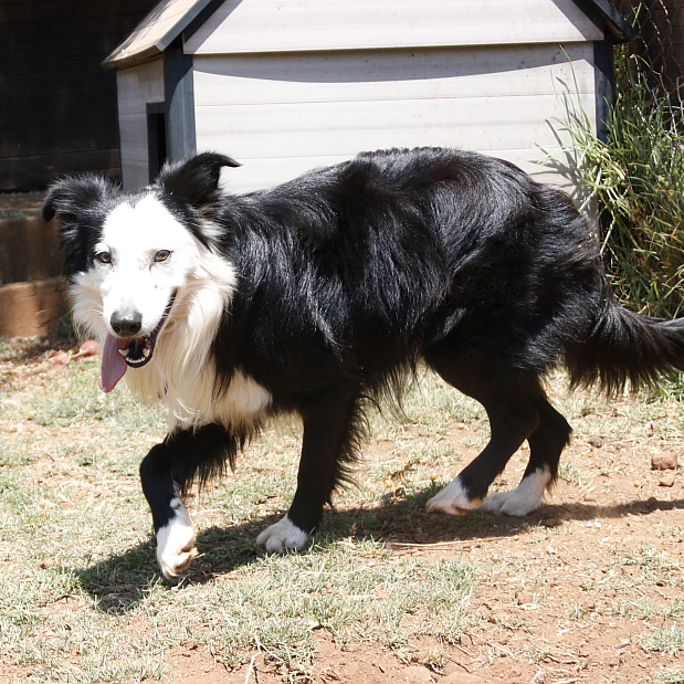 Photo of Harvey