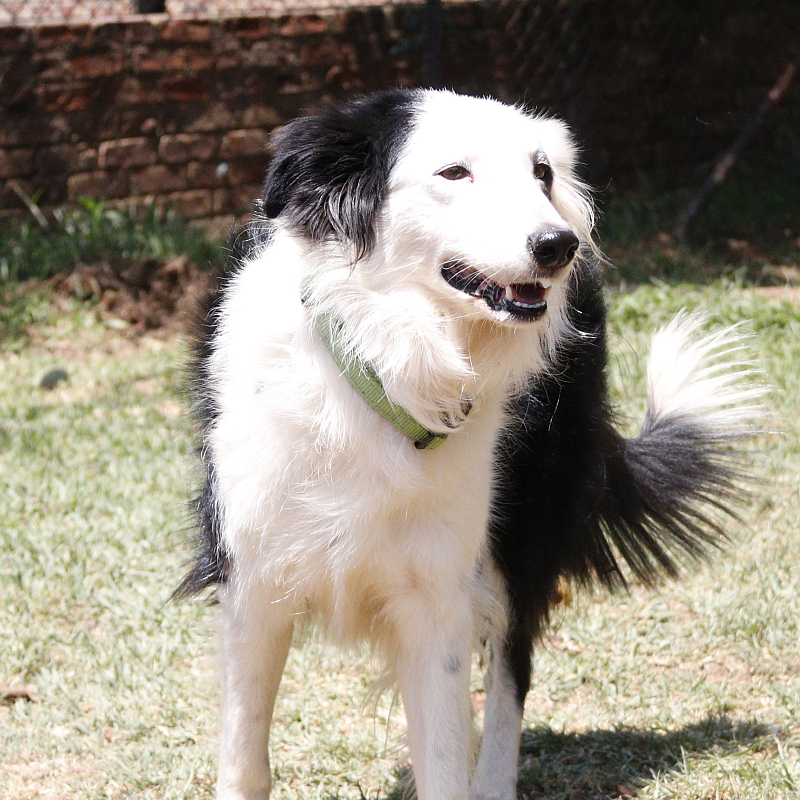 Photo of Snoekie