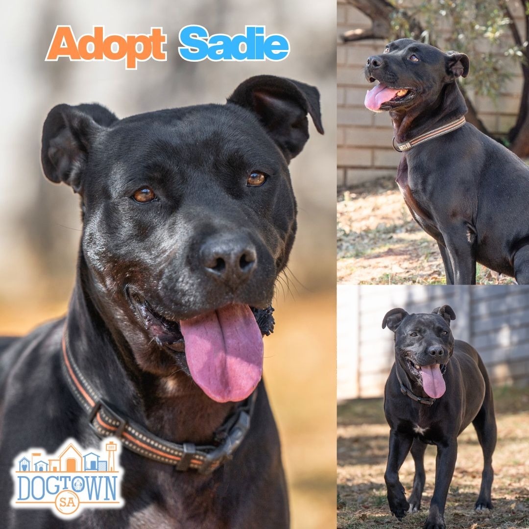 Photo of Sadie