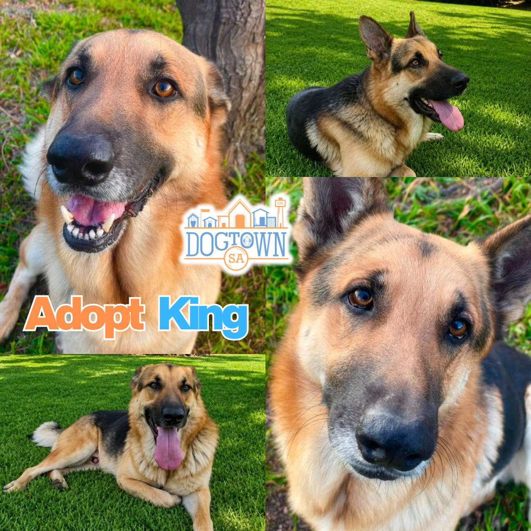 Photo of King