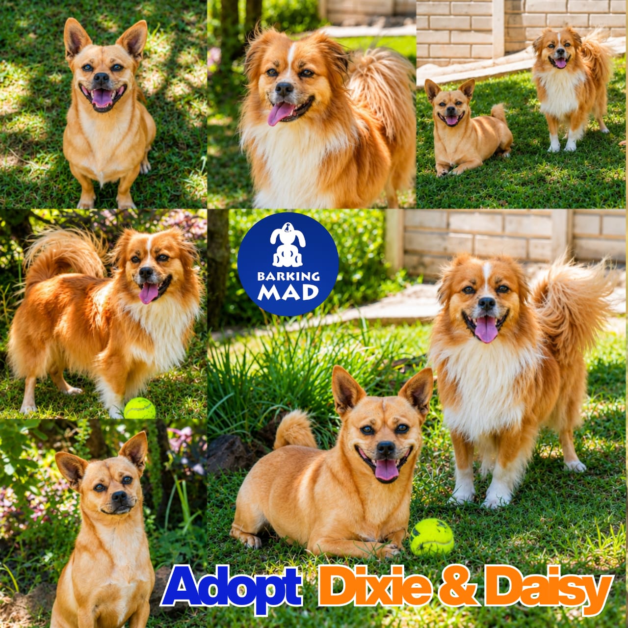 Photo of Daisy & Dixie