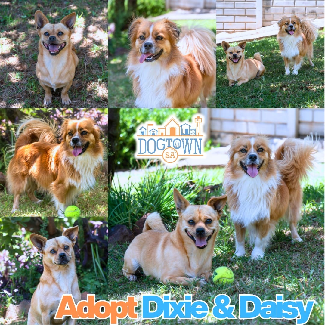 Photo of Daisy & Dixie
