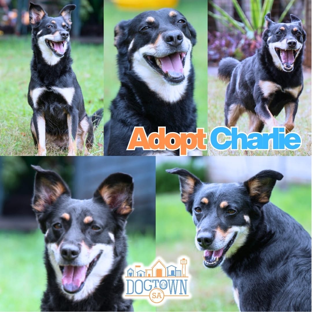 Photo of Charlie