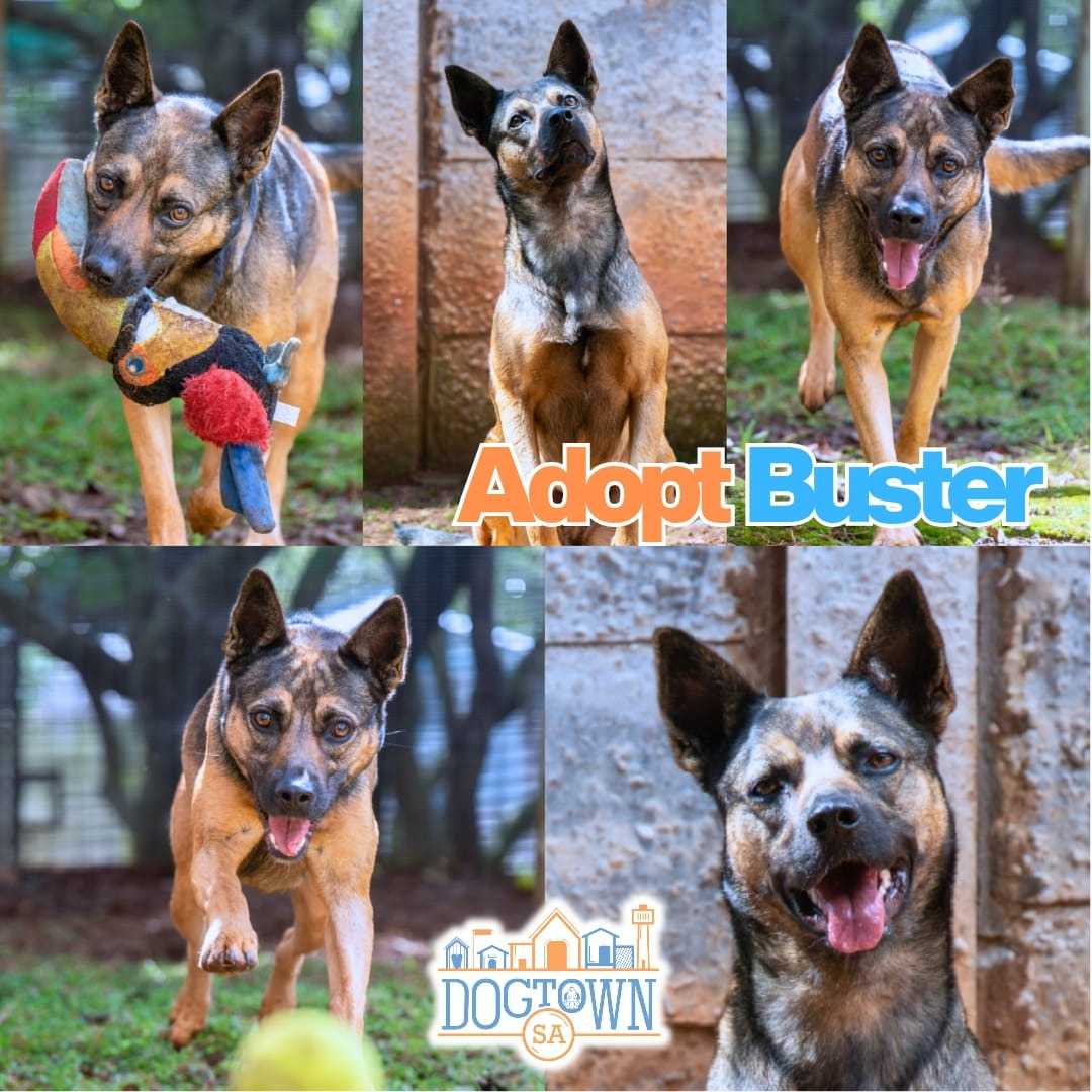 Photo of Buster