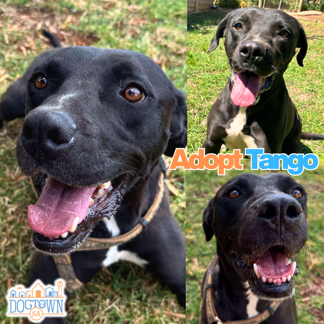 Photo of Tango