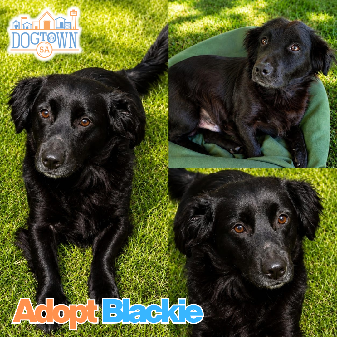 Photo of Blackie