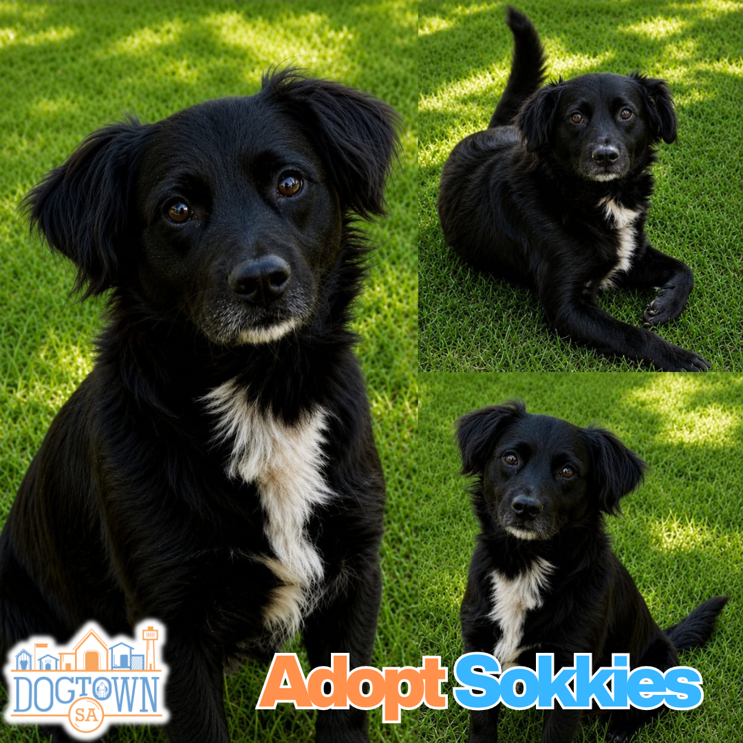 Photo of Sokkies
