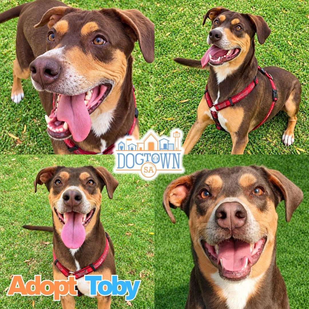 Photo of Toby