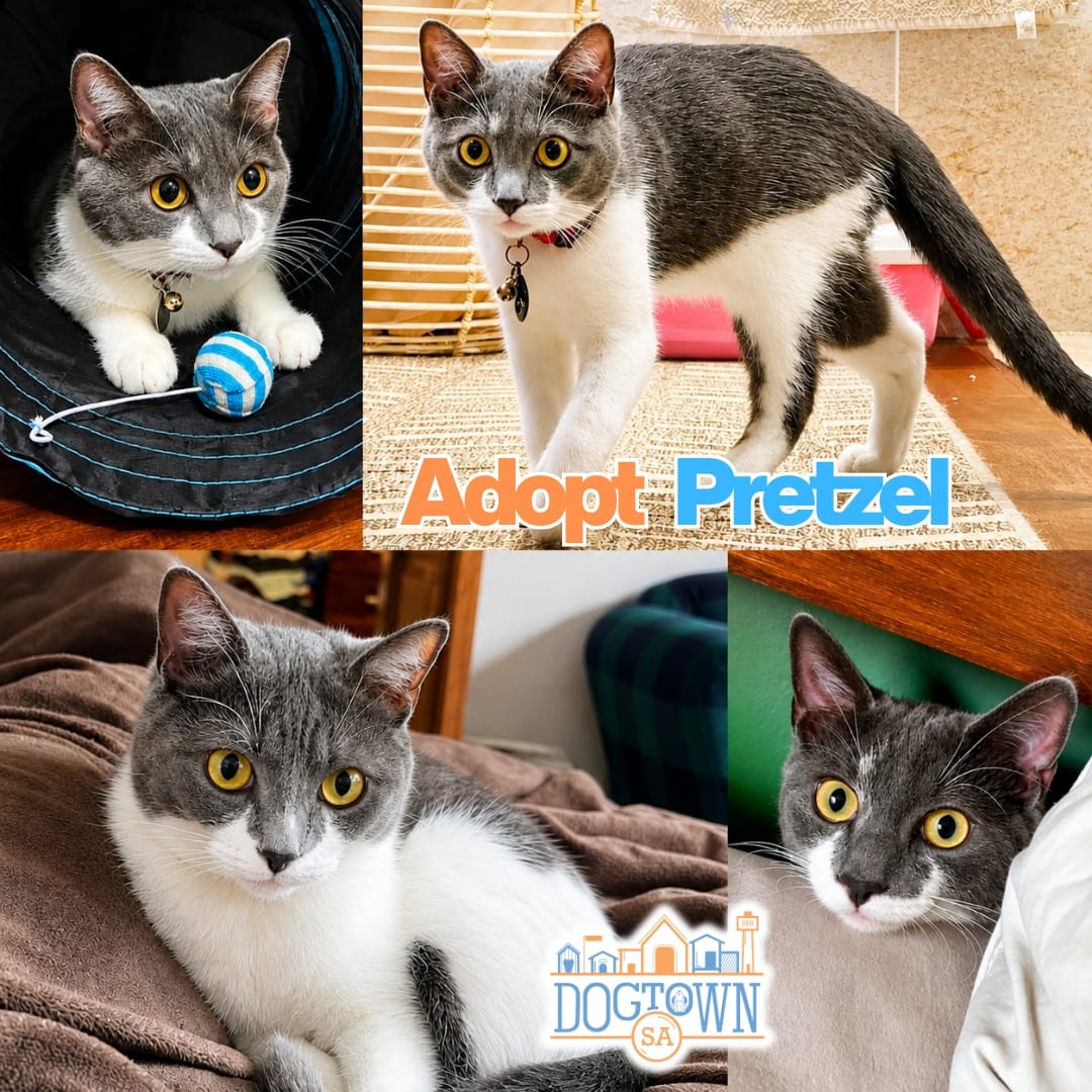 Photo of Pretzel