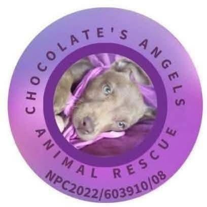 Photo of Chocolates Angels Animal Rescue