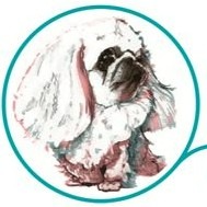 Photo of Pekingese Haven