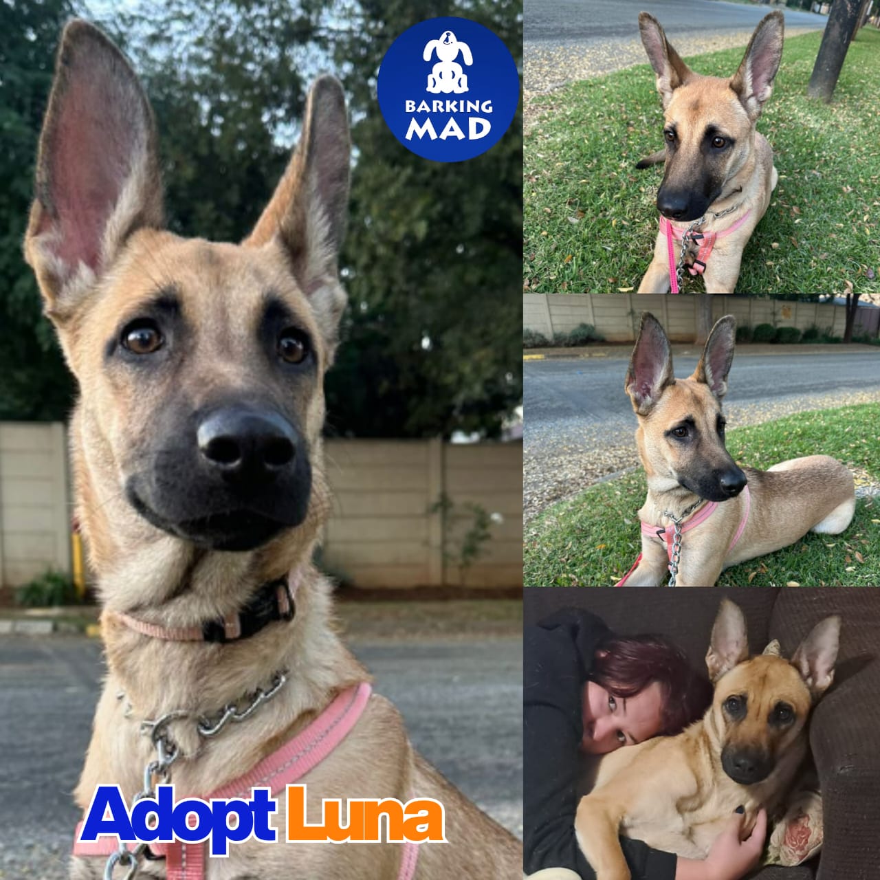Photo of Luna