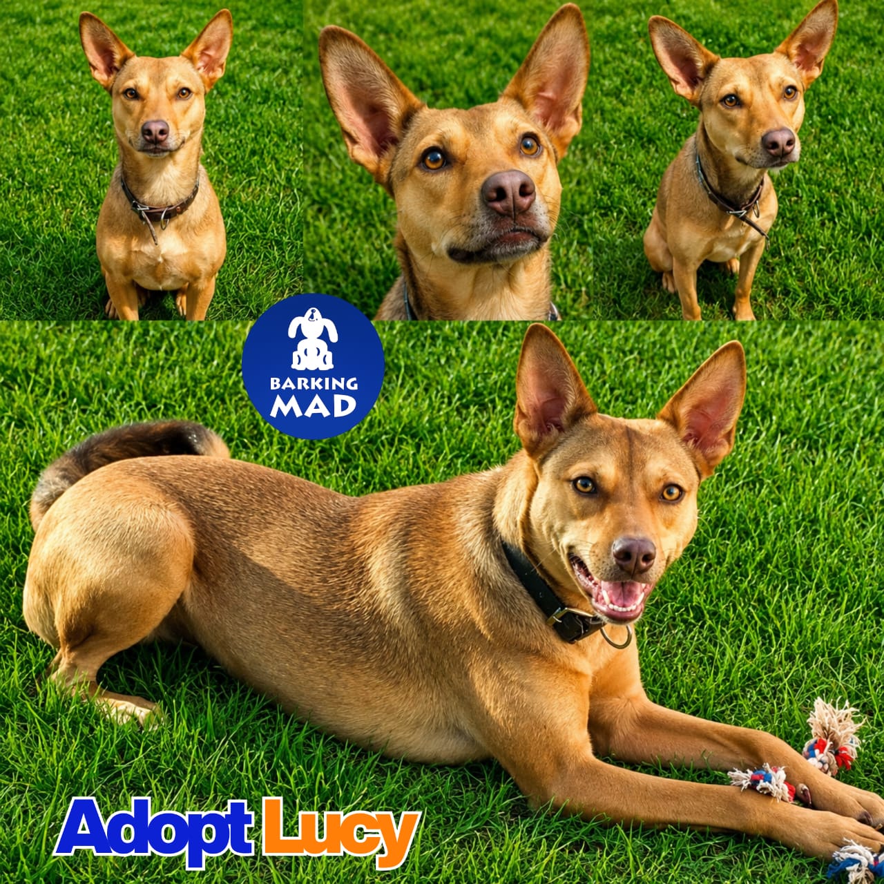 Photo of Lucy