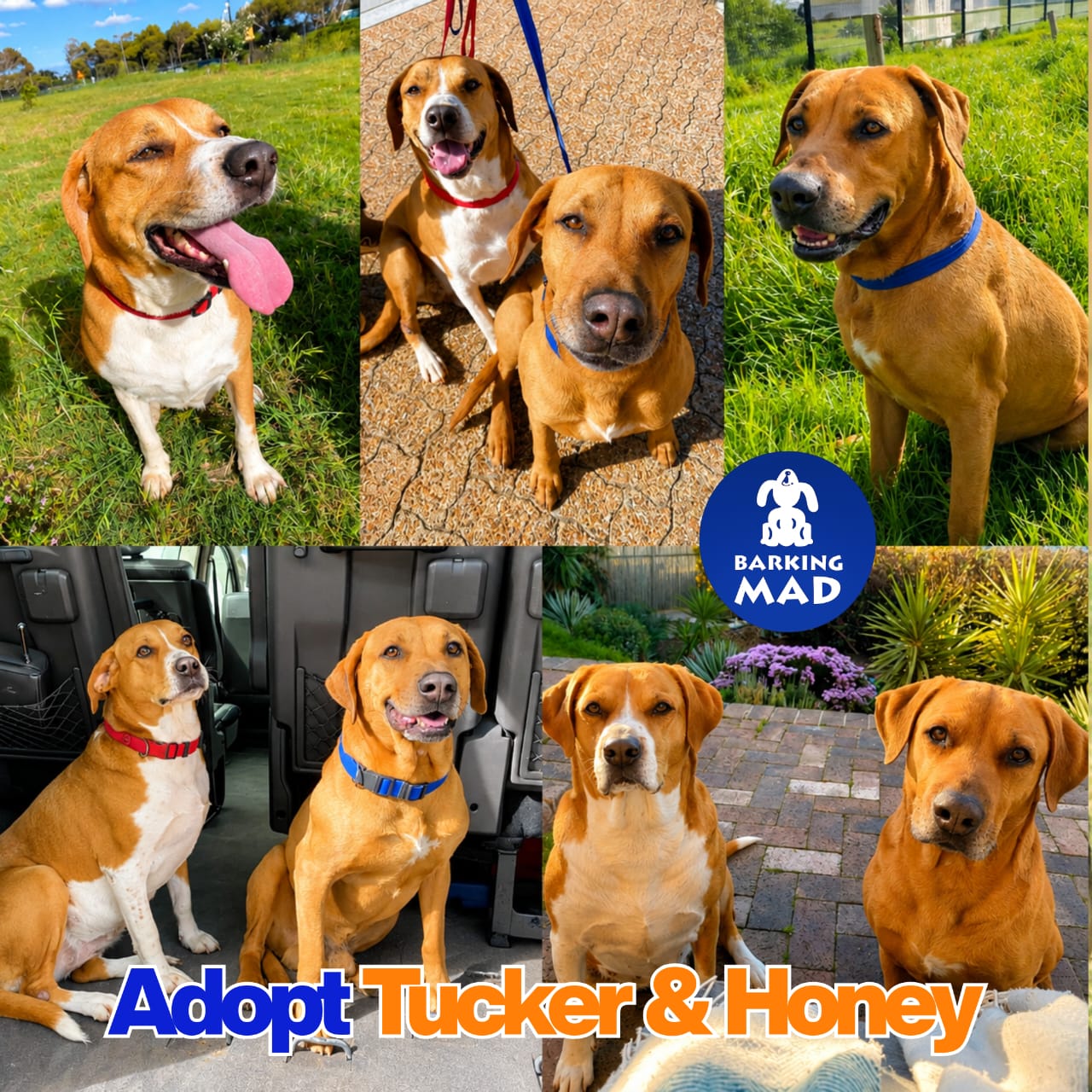 Photo of Tucker & Honey