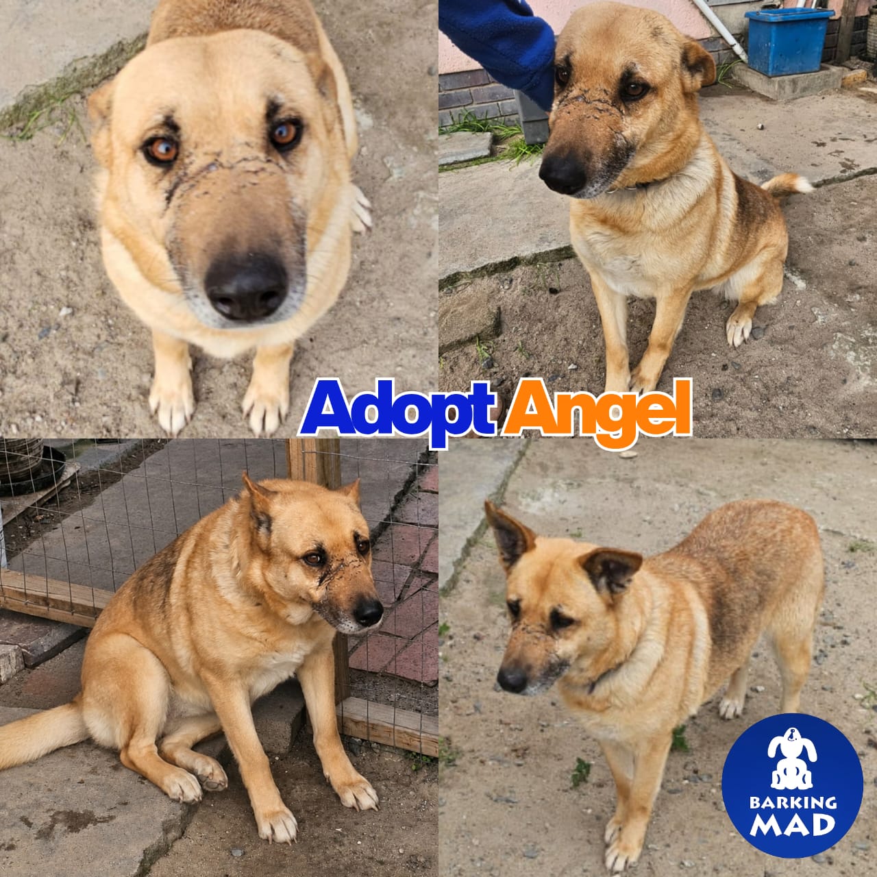 Photo of Angel