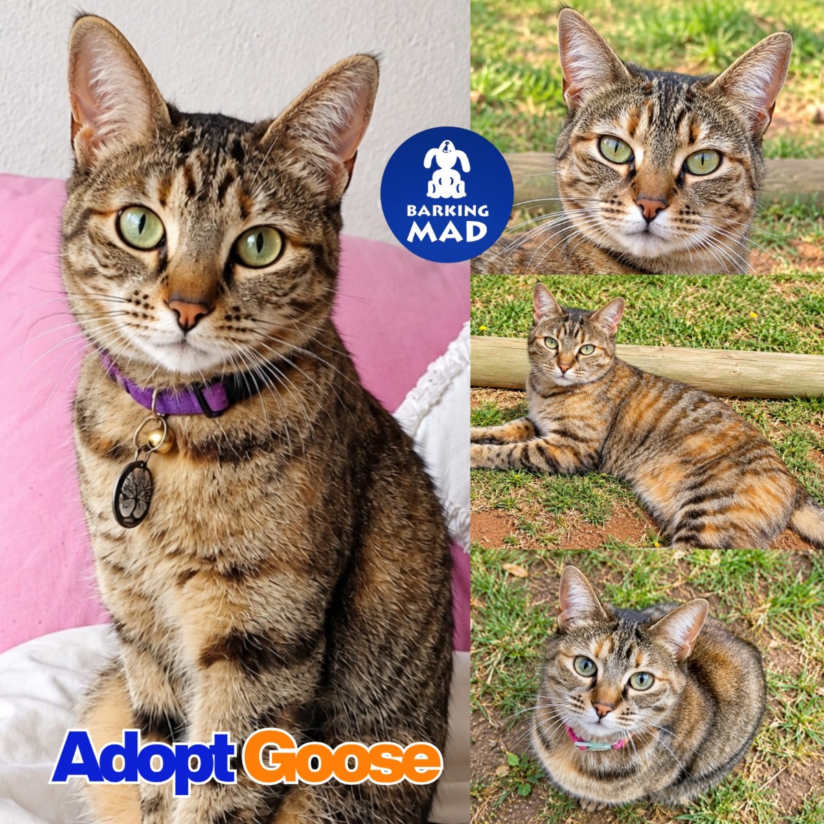 Photo of Goose
