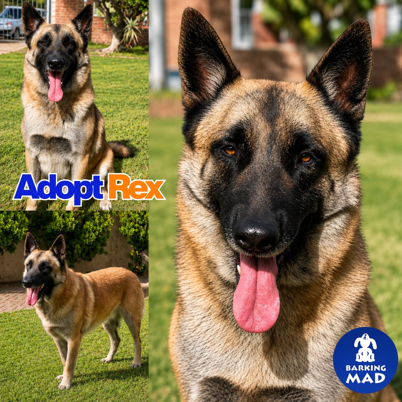 Photo of Rex