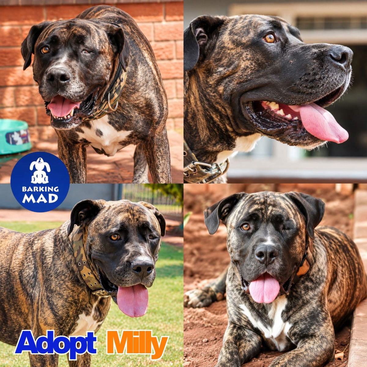 Photo of Milly