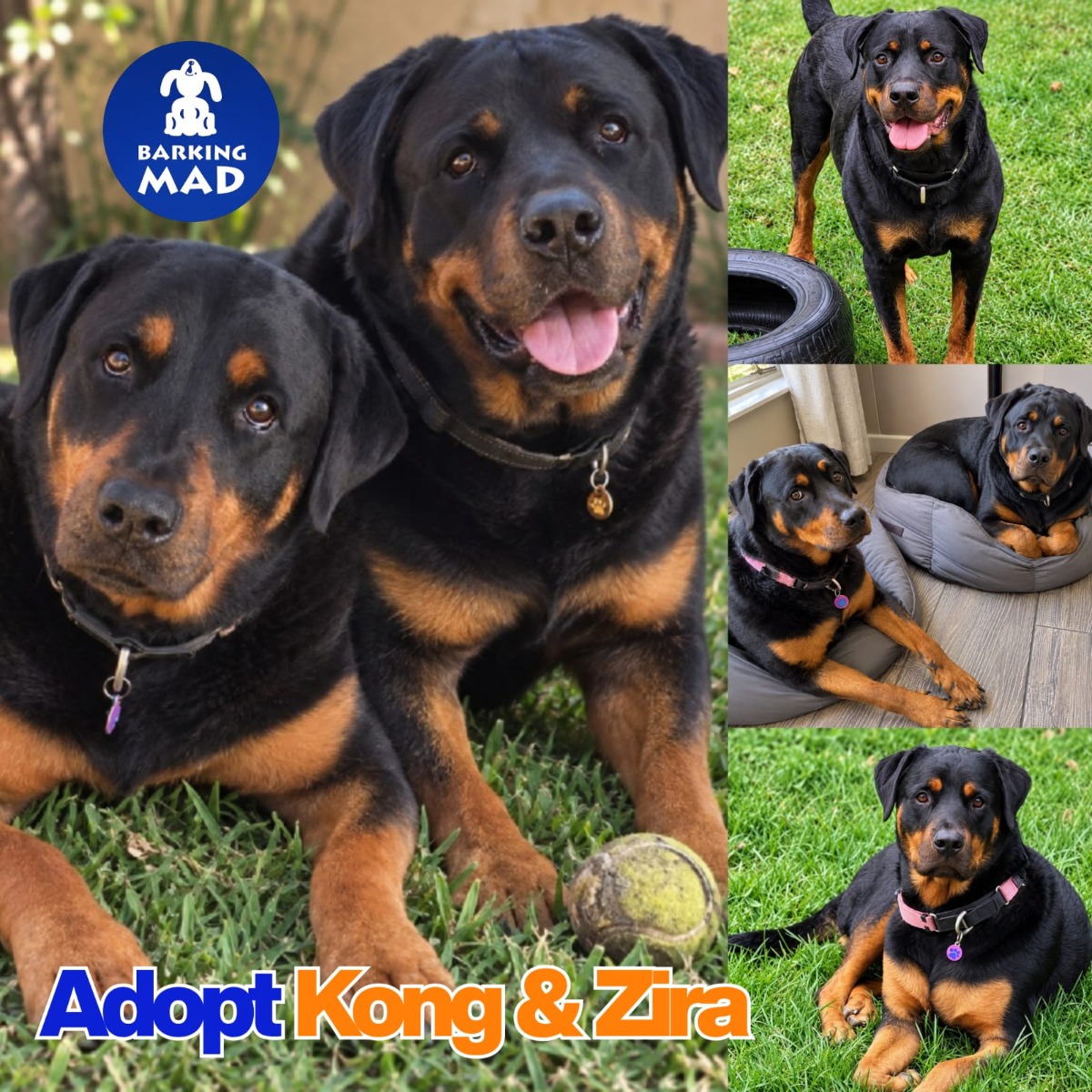 Photo of Kong & Zira