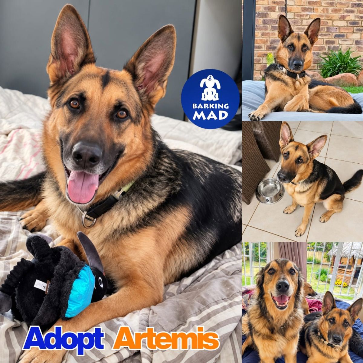 Photo of Artemis