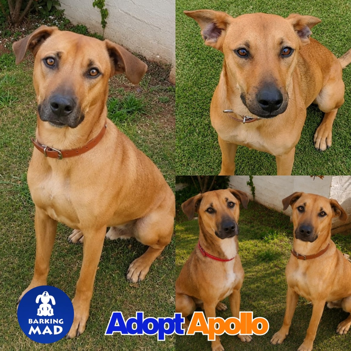 Photo of Apollo
