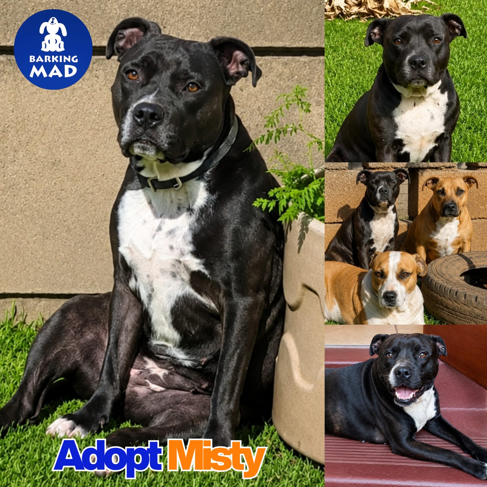 Photo of Misty