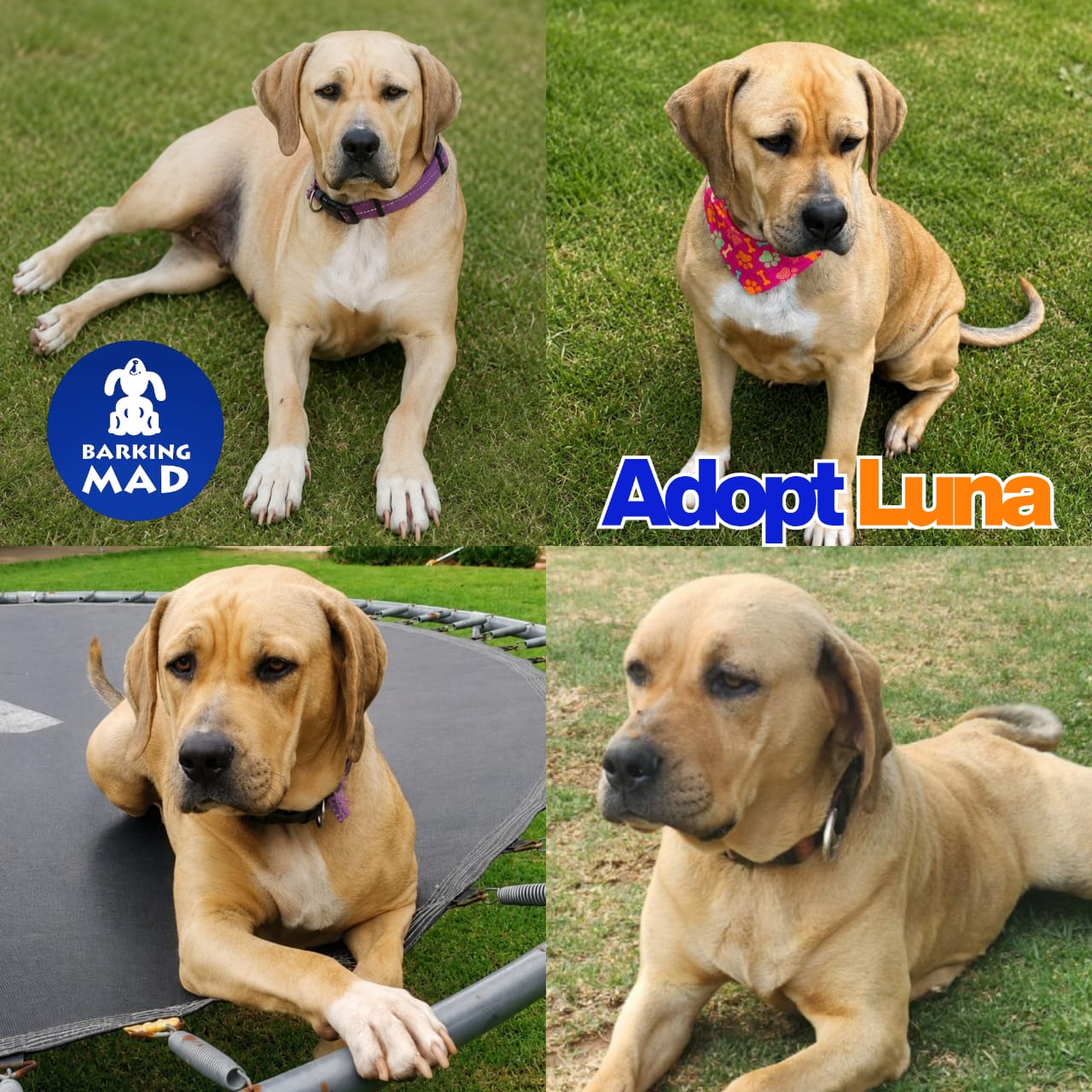 Photo of Luna