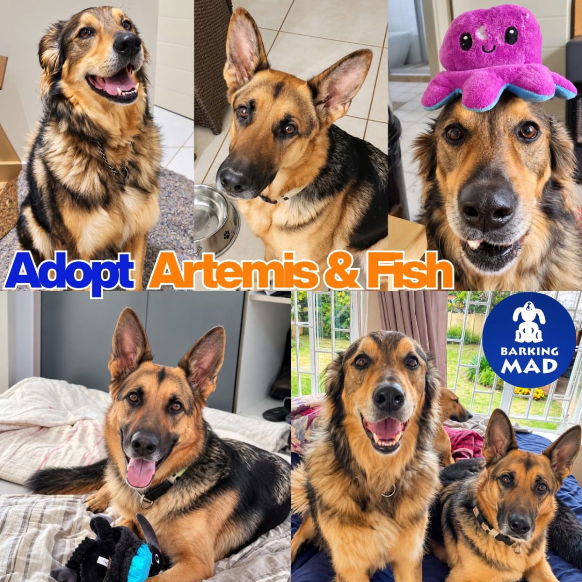 Photo of Artemis & Fish