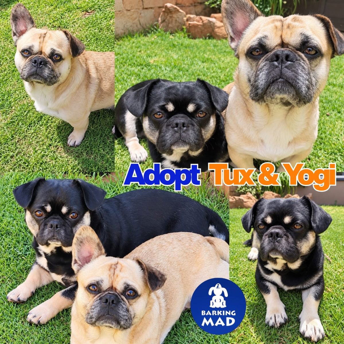 Photo of Tux & Yogi