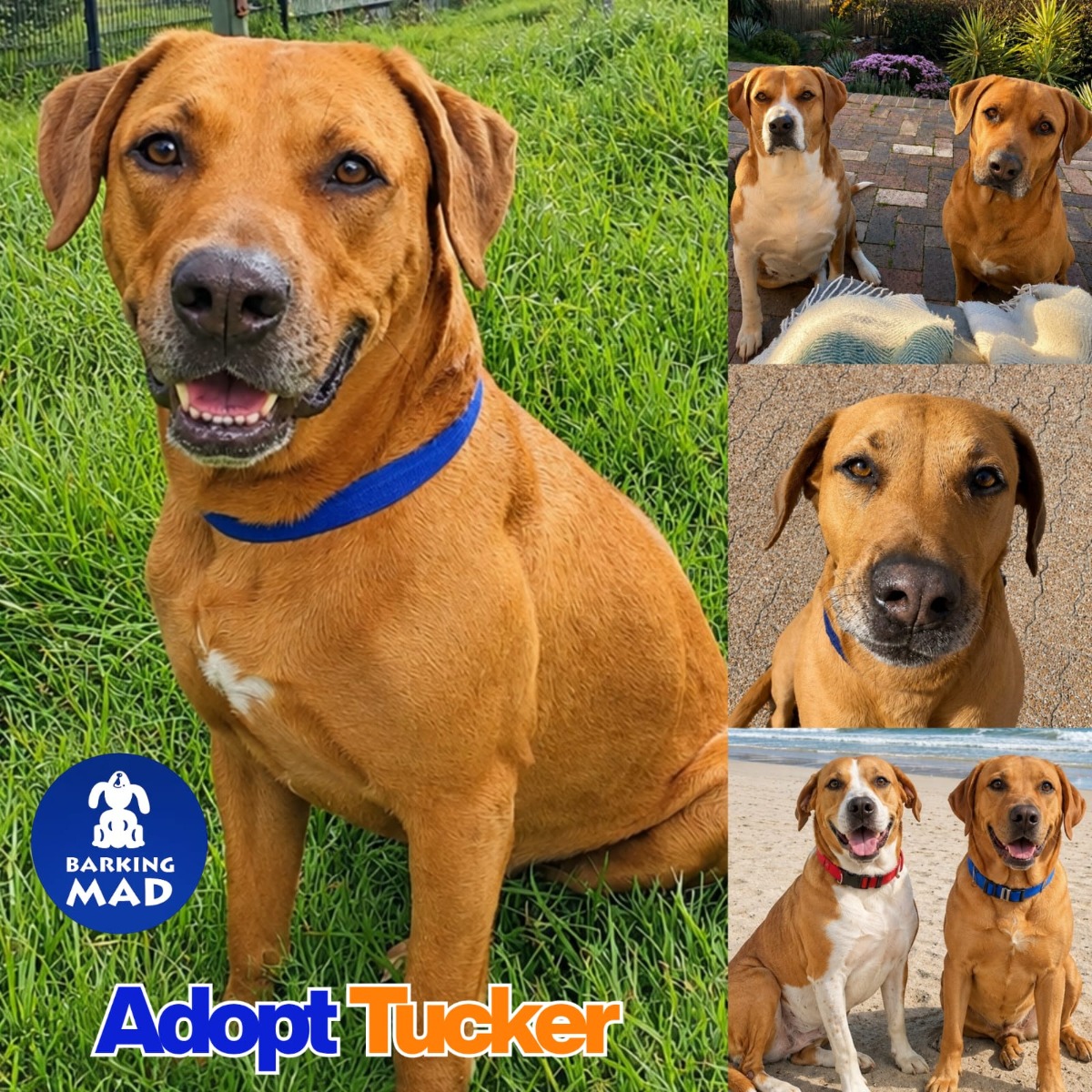 Photo of Tucker
