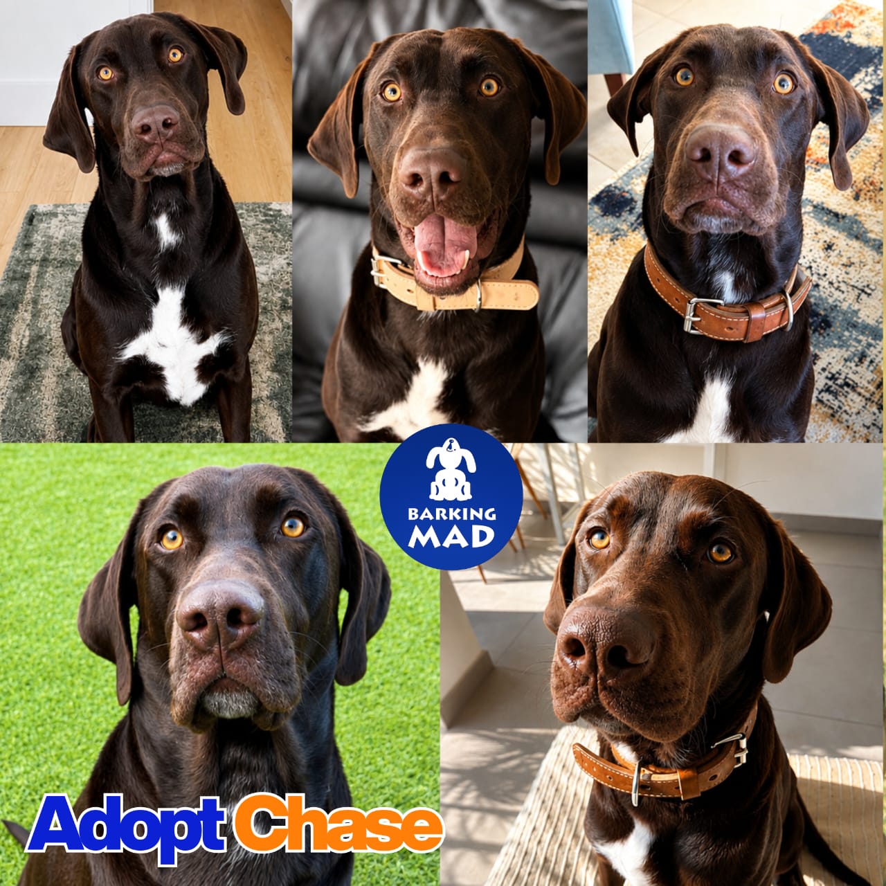 Photo of Chase