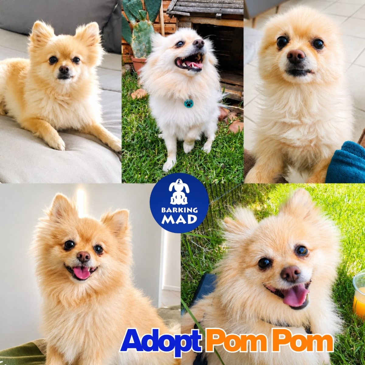 Photo of Pom Pom