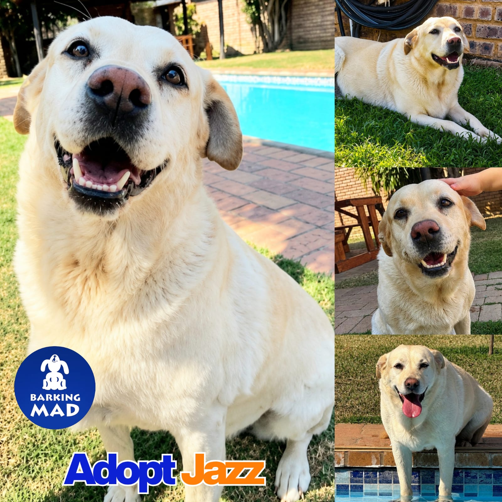 Photo of Jazz