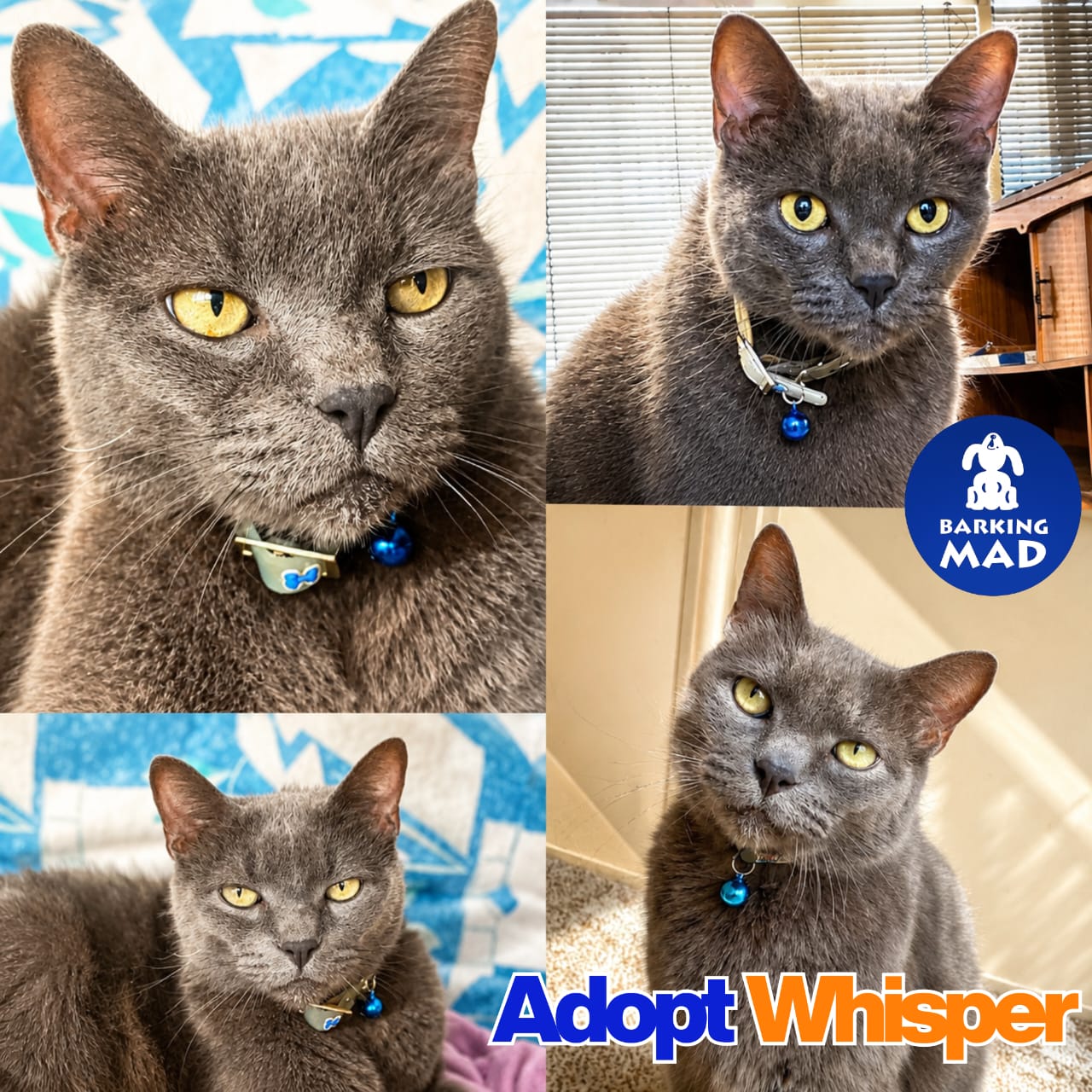 Photo of Whisper