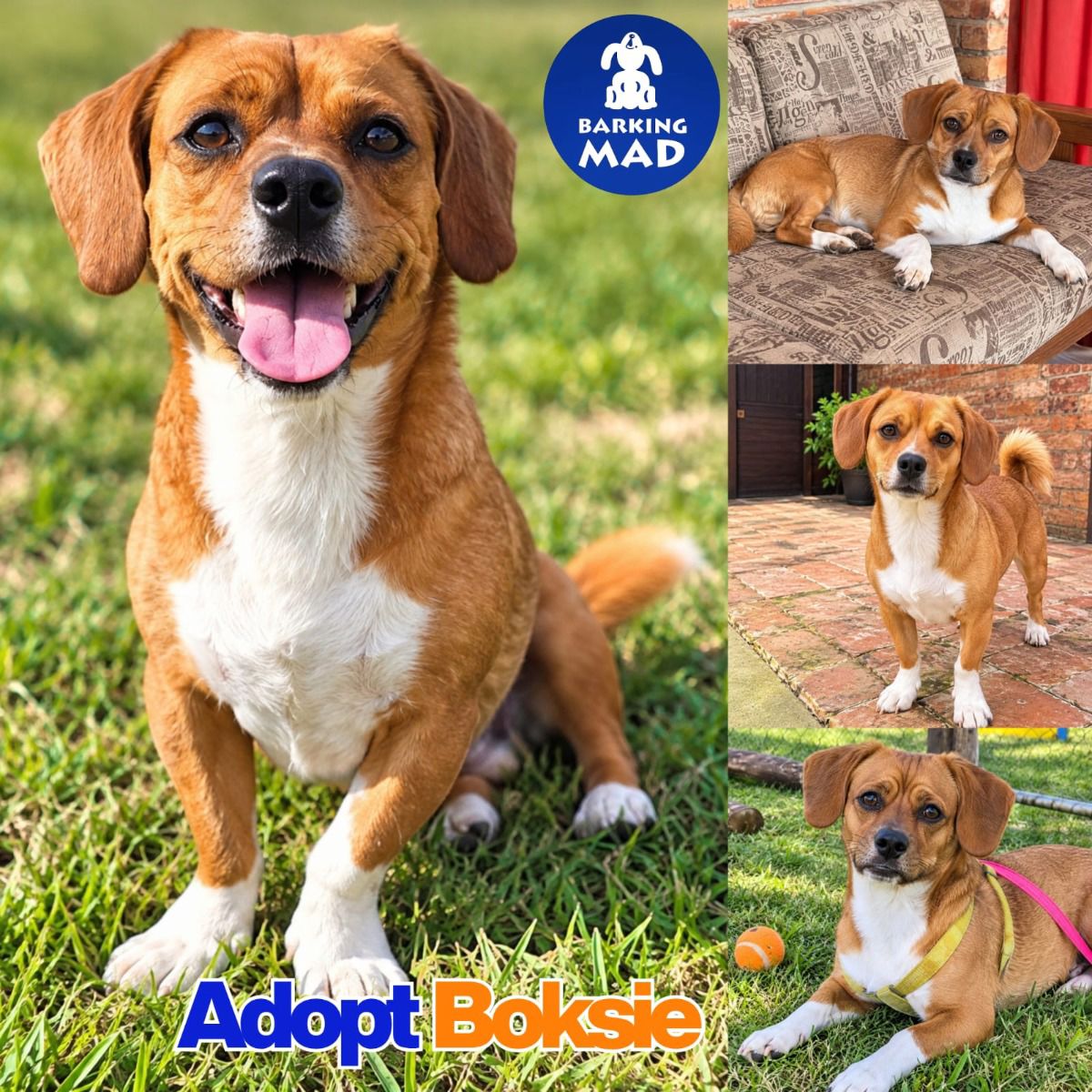 Photo of Boksie