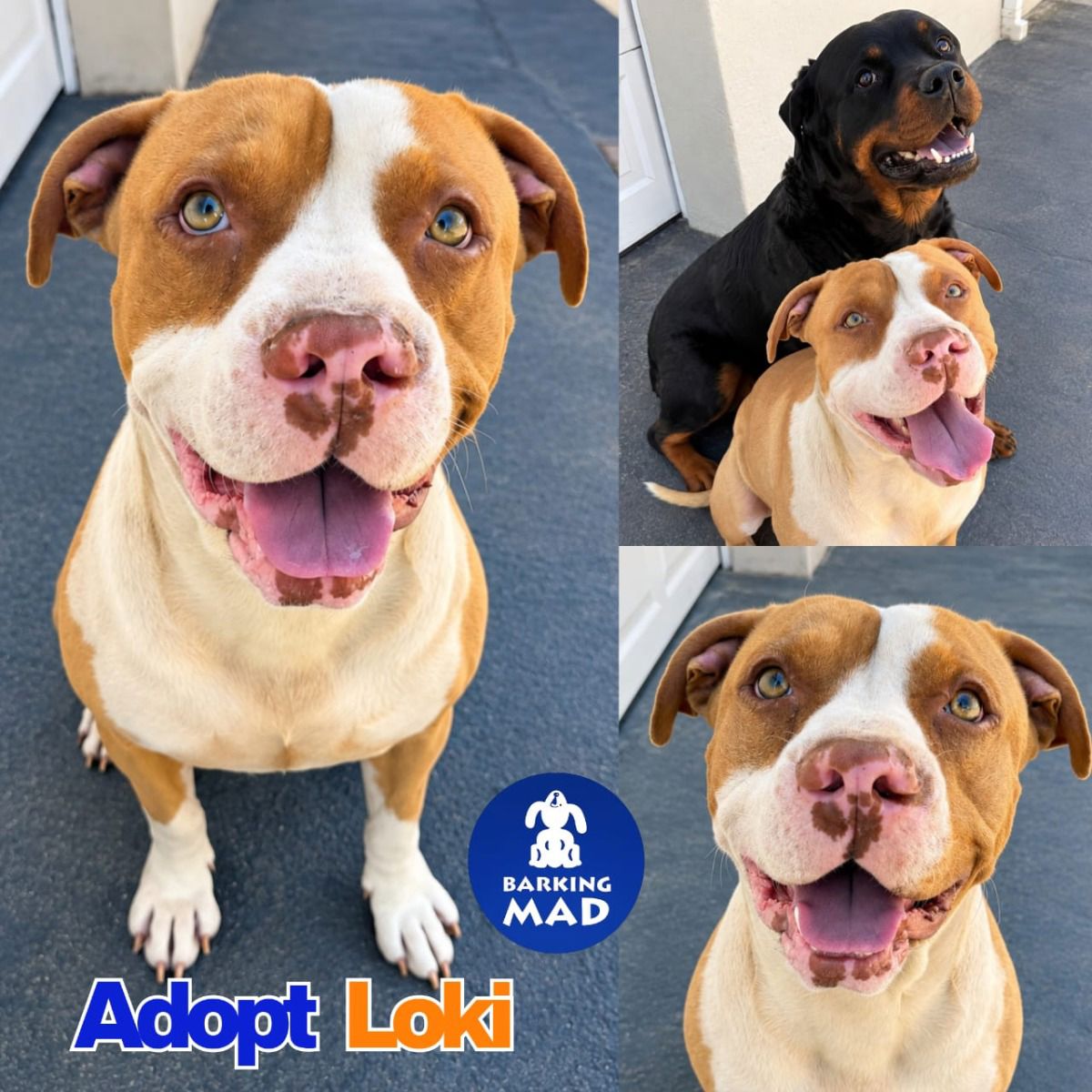 Photo of Loki