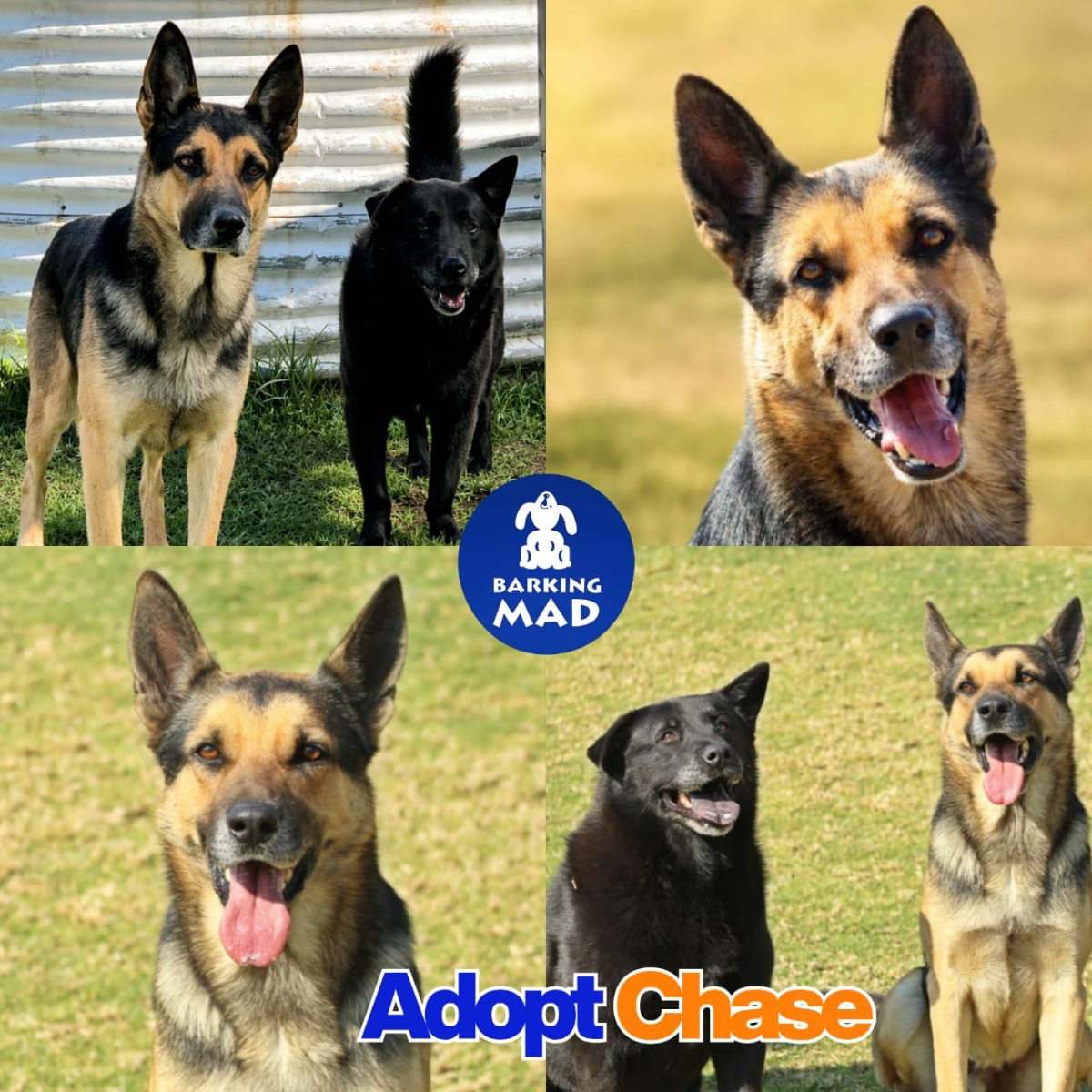 Photo of Chase
