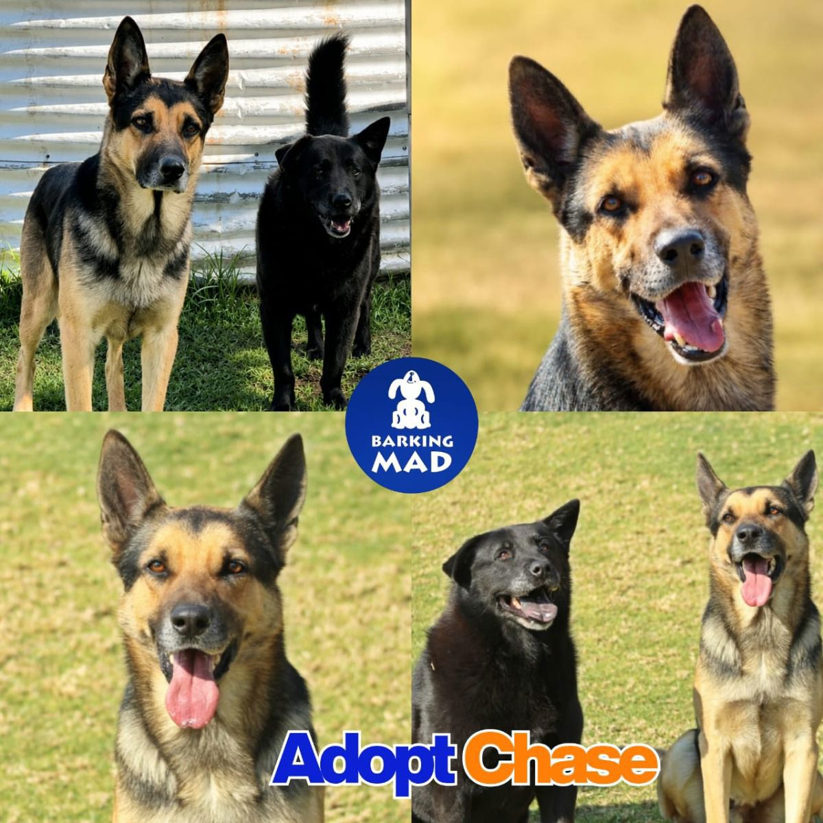 Photo of Chase