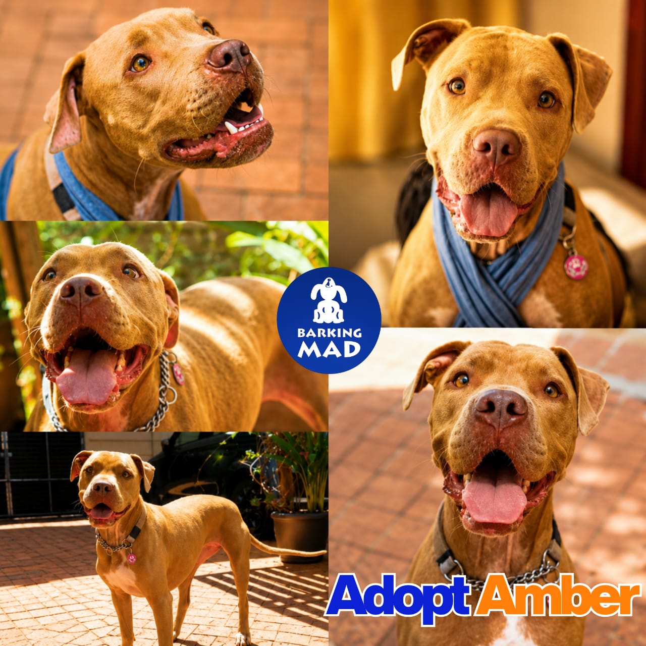 Photo of Amber