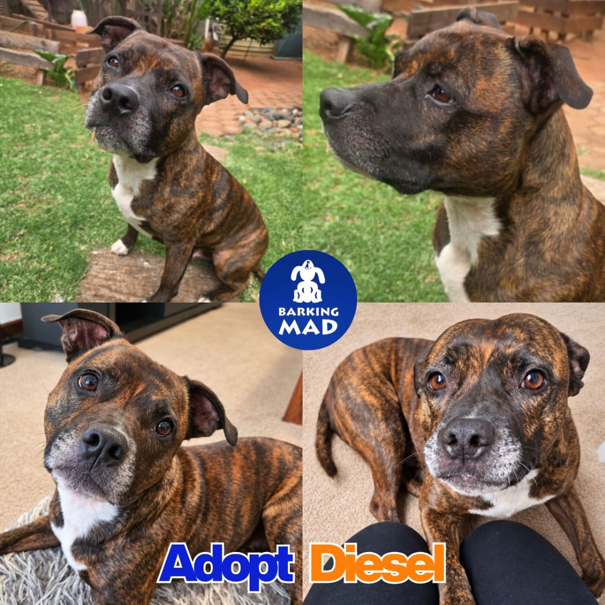 Photo of Diesel