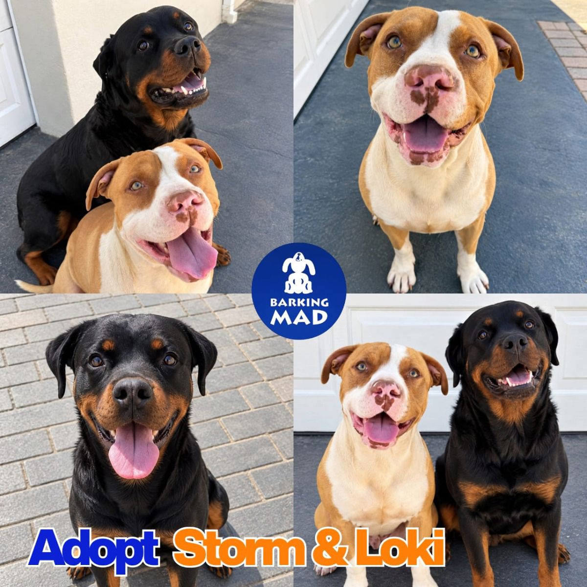 Photo of Storm & Loki