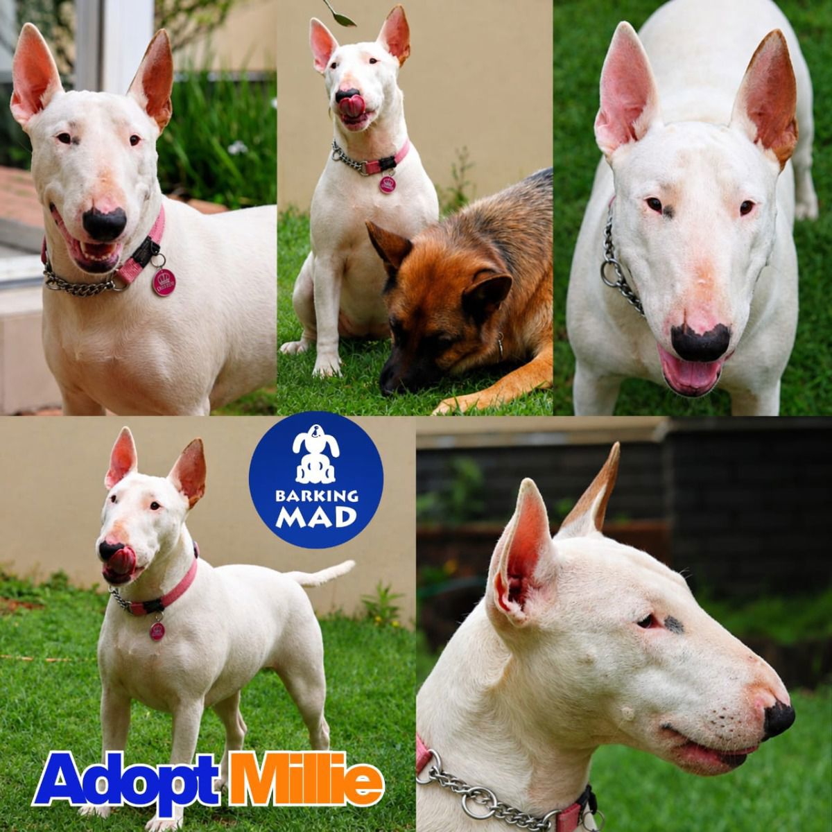 Photo of Millie