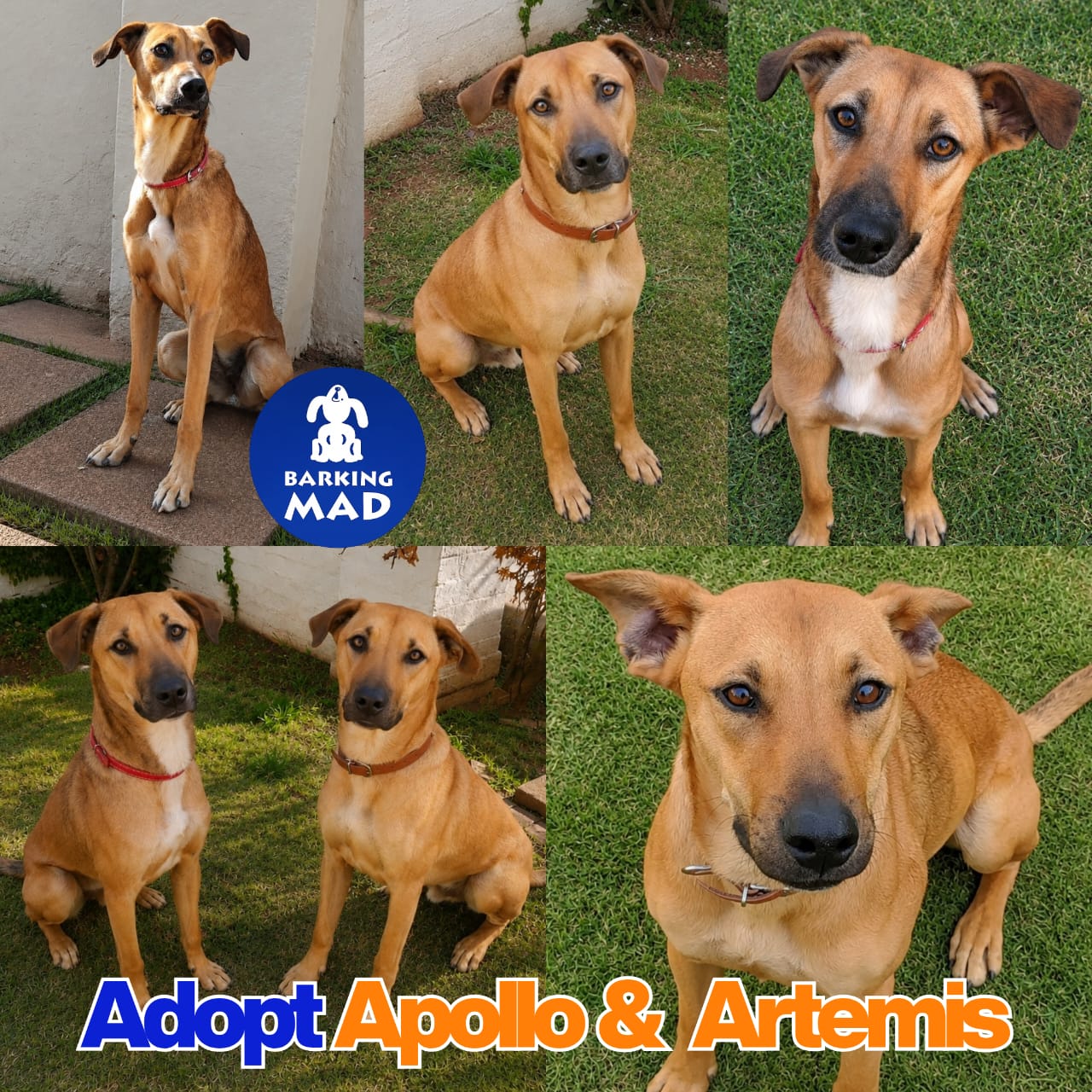 Photo of Artemis & Apollo